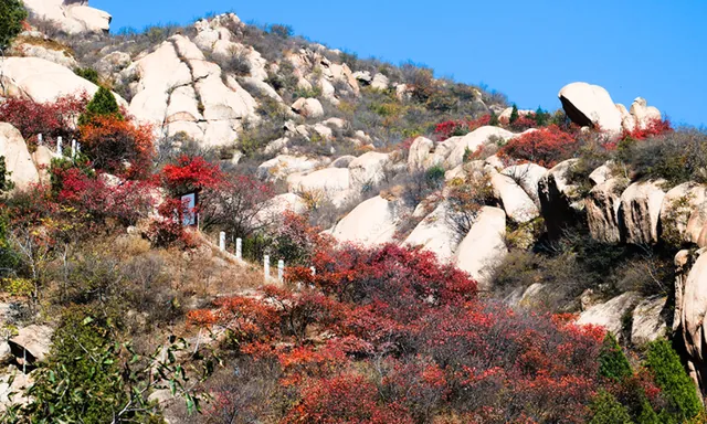 凤凰岭第十二届金秋山地登高节活动海报